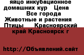 яйцо инкубационное домашних кур › Цена ­ 25 - Все города Животные и растения » Птицы   . Красноярский край,Красноярск г.